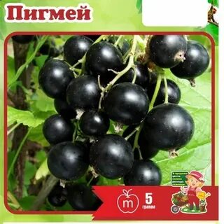 Смородина пигмей описание