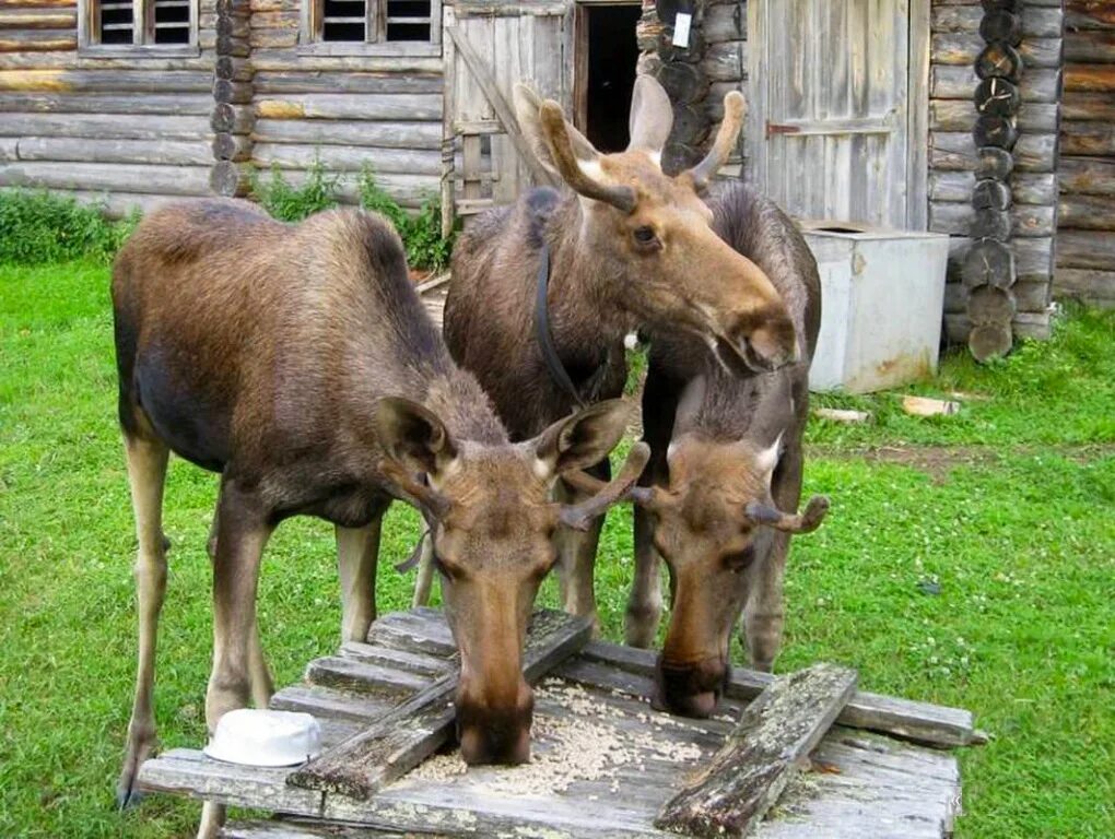 Сумароковская лосиная ферма. Лосеферма. Сумароковская лосиная ферма. Лосеферма сумароково кострома. Сумароковская лосеферма костромской области.