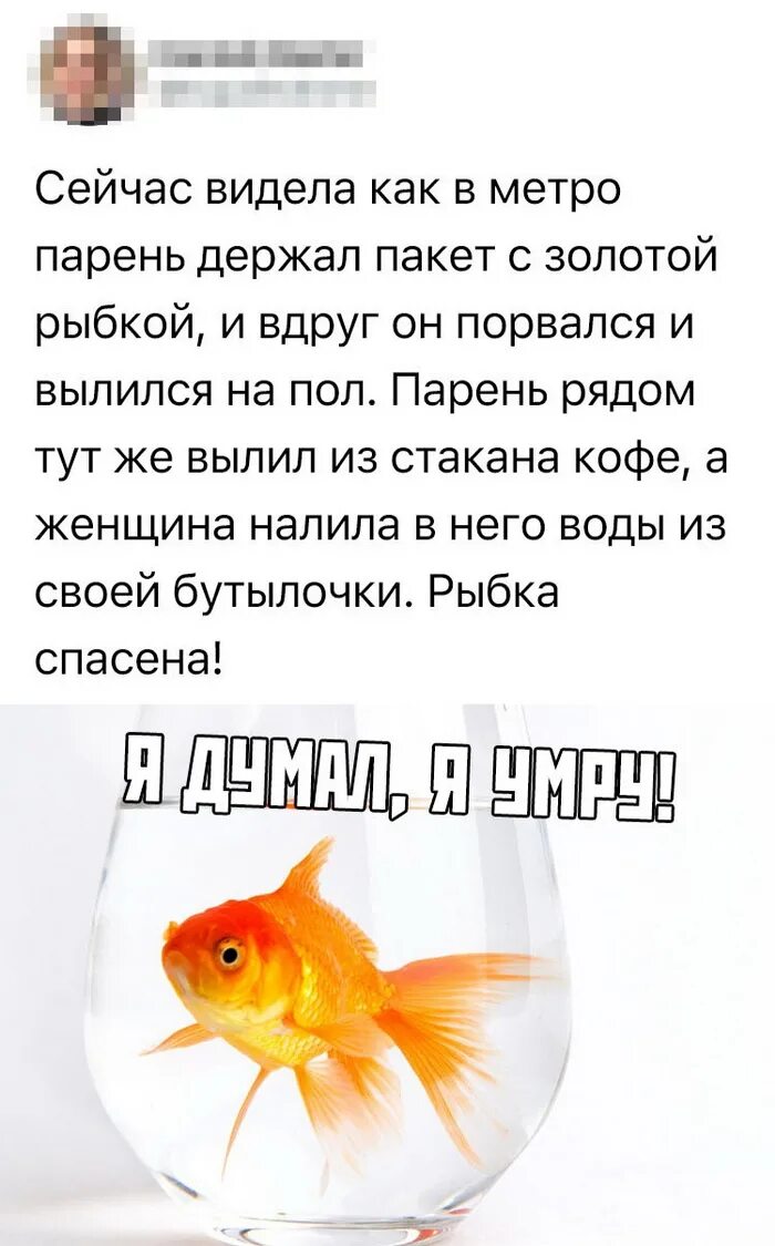 Что делать если золотая рыбка проглотила камушек. Что предложила золотая рыбка за спасение. Молодцы кроссворд. Что предложила золотая рыбка за своё спасение. Афоризмы про людей и рыбу.