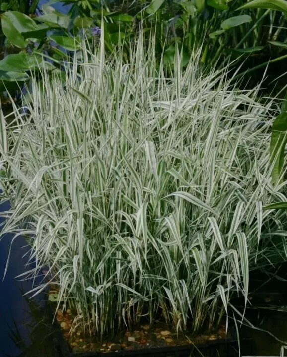 Злак фалярис тростниковый. "канареечник тростниковидный phalaris arundinacea". Двукисточник соцветия. Фалярис тростниковый. Фалярис тростниковый триколор.