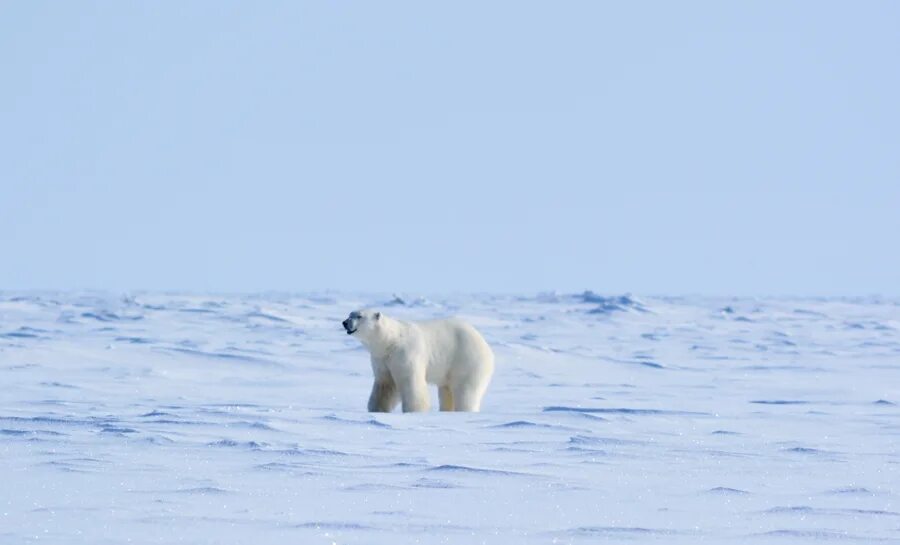 арктика умка. гренландия белые медведи. белый медведь на пляже. программа белый медведь. остров врангеля белые медведи.