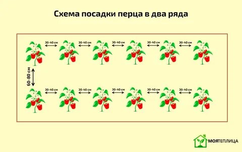 Посадка перцев в теплице расстояние между кустами