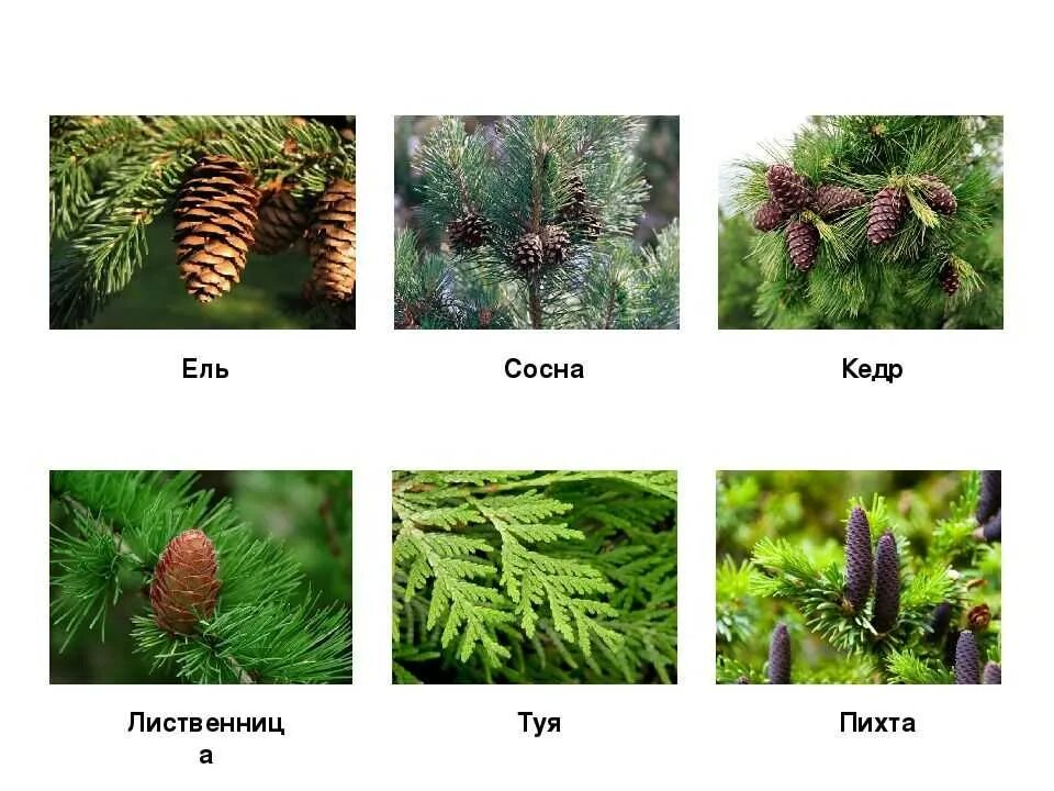 Ели пихты лиственницы сосны