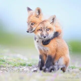 Big little fox