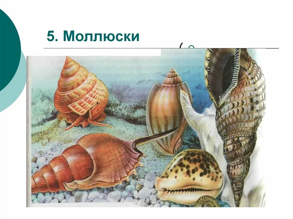 Моллюсков 5 класс. Разнообразие моллюсков. Название древних моллюсков. Древние брюхоногие моллюски. Моллюски царство.