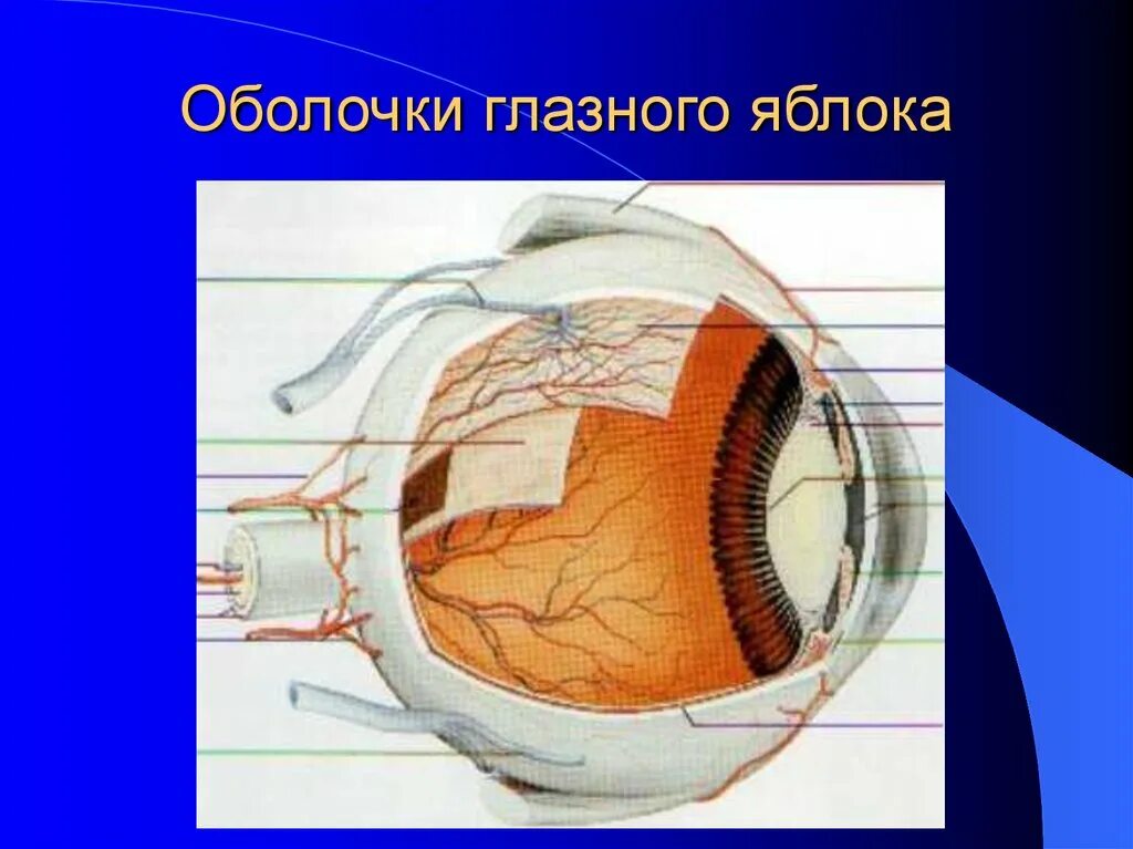 Оболочки глазного яблока. Наружная оболочка глазного яблока. Части внутренней оболочки глазного яблока. Оболочки и внутреннее ядро глазного яблока.