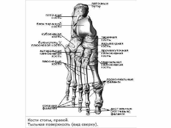 Строение скелета стопы. Строение скелета стопы