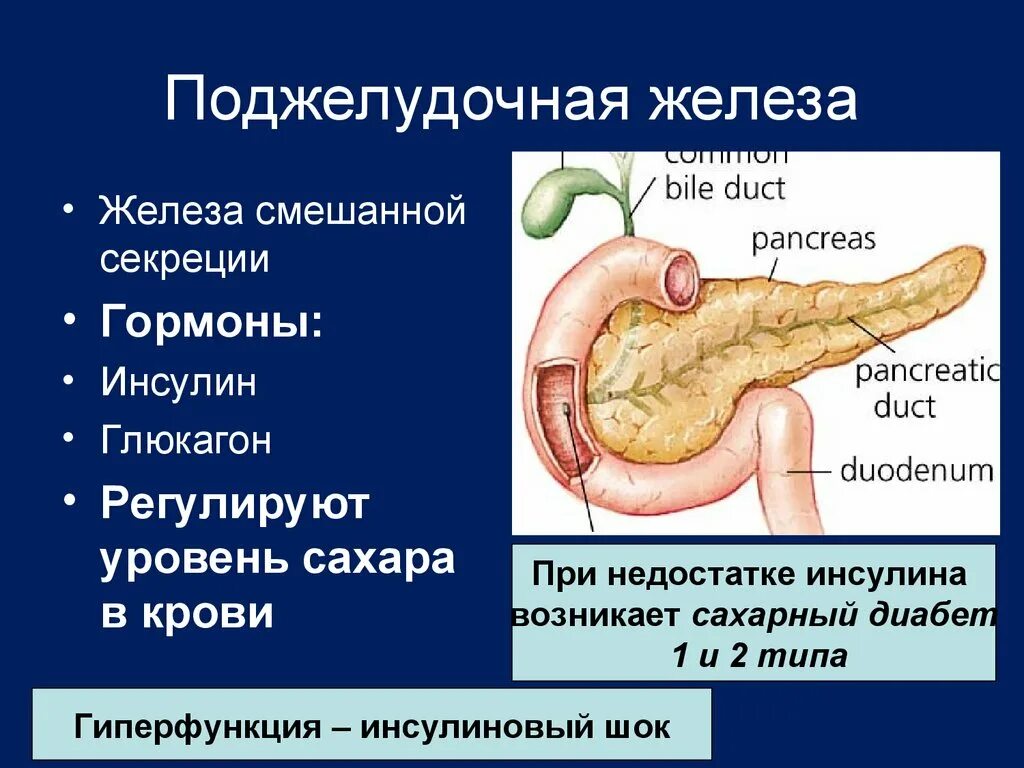 С какой стороны поджелудочная железа. Строма поджелудочной железы. головка поджелудочной железы функции. поджелудочная железа регулируемые процессы. строение поджелудочной железы вид сзади.
