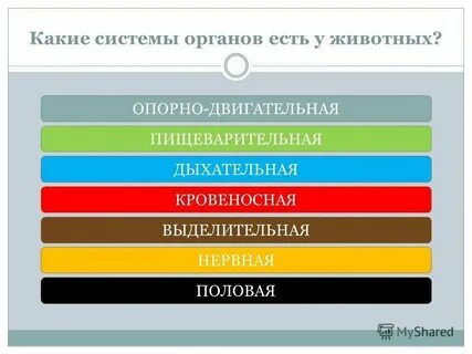 Назовите системы органов животных