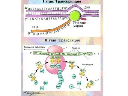 Синтез молекул белка происходит