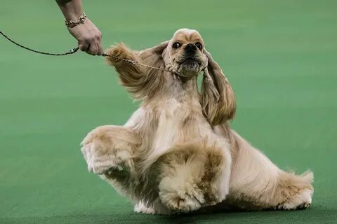 Американский кокер спаниель выставка