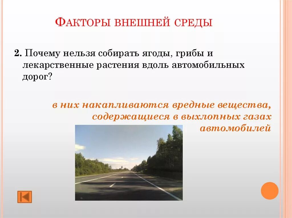 Почему нельзя собирать грибы вдоль автодорог