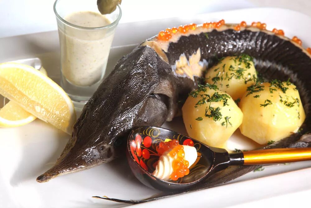 подкласс лопастеперые рыбы представители. класс костные рыбы надотряд ганоидные рыбы. стерляди костная рыба. стерляди костная рыба. хрящевые ганоиды.