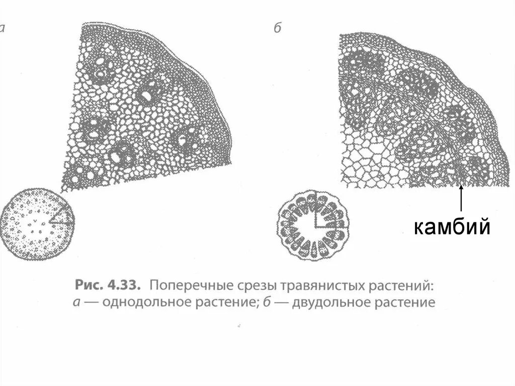 Проводящий пучок однодольного растения. Внутреннее строение стебля однодольных растений. Строение стебля однодольного растения. Камбий у двудольных растений. Поперечный срез стебля однодольного растения и двудольного растения.