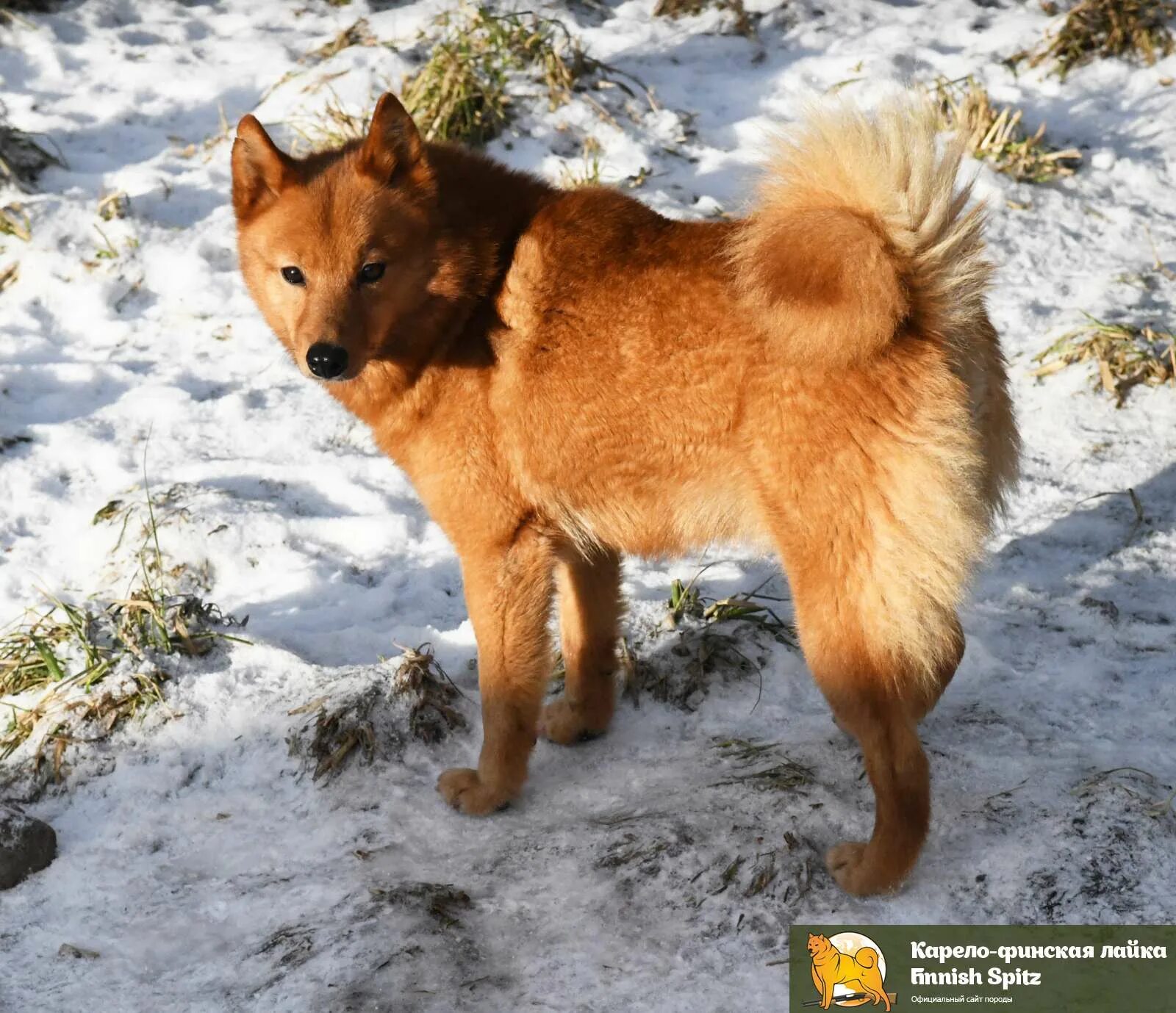 Купить щенка карело финский. Финская лайка Карело-финская лайка. Карело-финская лайка черная. Кельто финская лайка черная. Карело-финская лайка щенки.