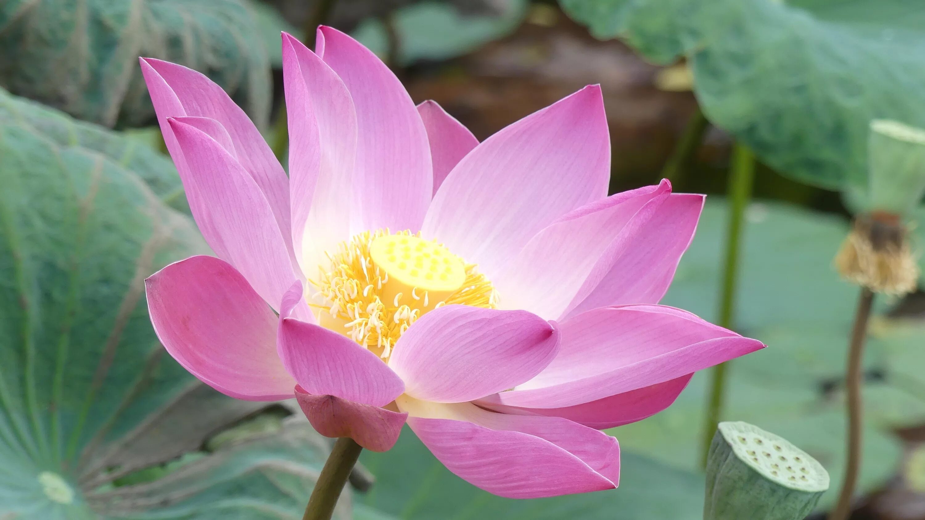 Importance of the Lotus Flower in Chinese Culture