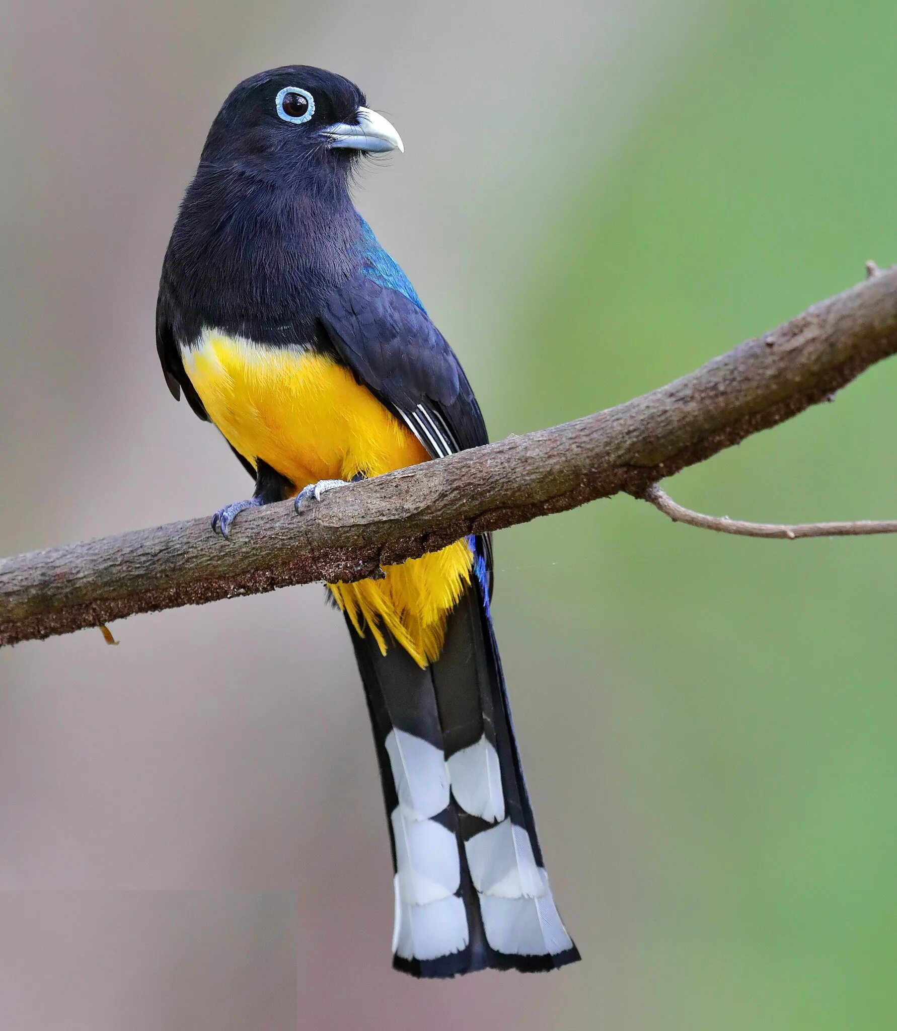 Фото черноголового. Trogon melanocephalus. Черноголовый белогрудый трогон. Черноголовый Монарх. Черноголовый Монарх самец.