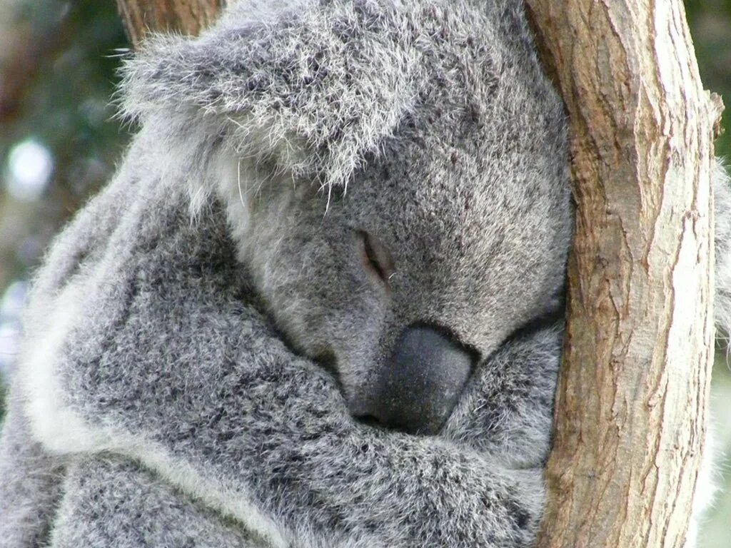 Коала цвет. Коала. Мех коалы. Шерсть коалы.