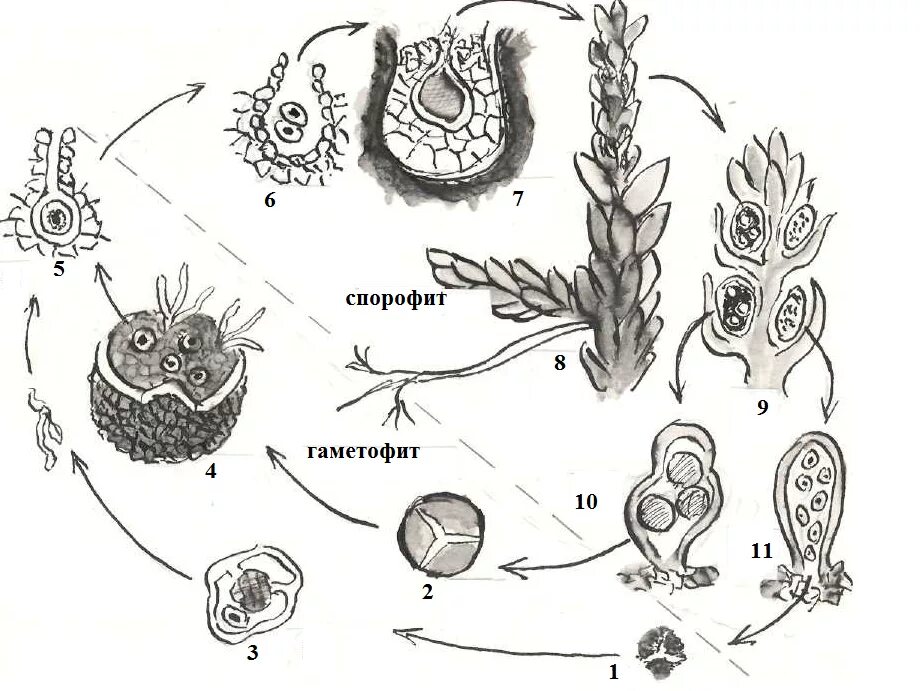 Цикл воспроизведения селагинеллы. Жизненный цикл селагинеллы схема. Цикл развития плауна селагинеллы. Цикл развития плауна булавовидного. Рисунок женского гаметофита