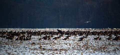 Поздней осенью как известно появляются стайки