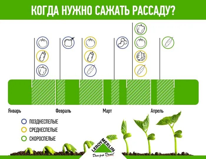 Когда нужно садить. Посадки в феврале на рассаду. когда нужно высаживать расс. когда нужно садить рассаду. рассада в феврале что сажать.