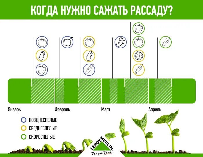 Когда можно начинать сажать. Когда сажать рассаду. Когда нужно сажать рассаду. Когда начинают садить рассаду. Посадки в феврале на рассаду.