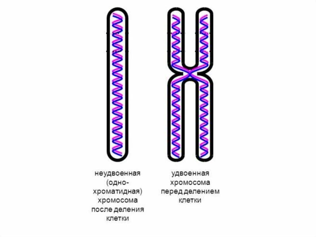 Строение однохроматидные хромосомы. Однохроматидная хромосома строение. Строение хромосомы хроматиды. Двухроматилная хромосома строение. Деление тетраплоидной клетки