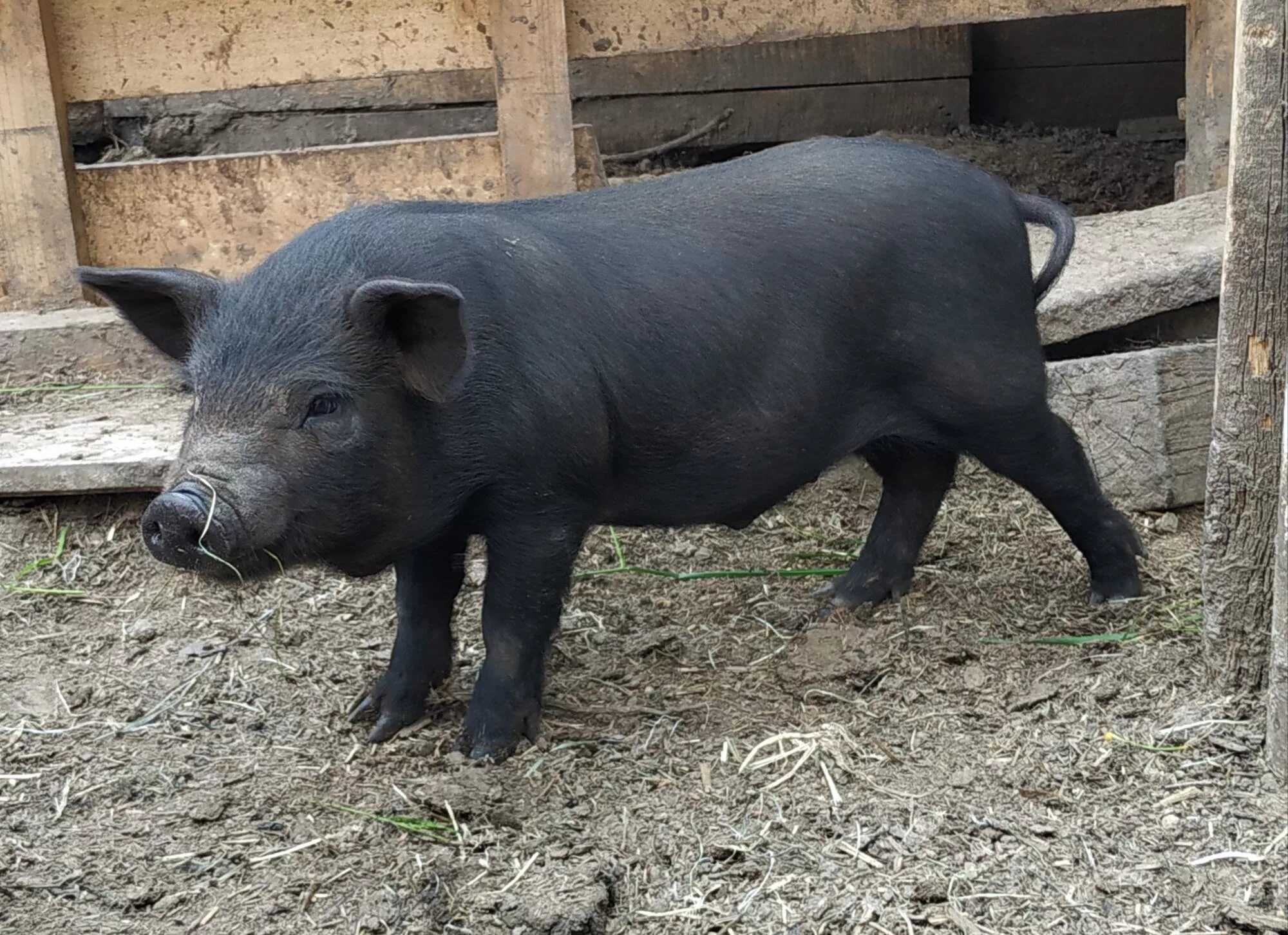 вьетнамская вислобрюхая порода. вьетнамская черная вислобрюхая свинья. свинья отзывы. поросята мраморные вьетнамцы. поросята породы королевский кармал.