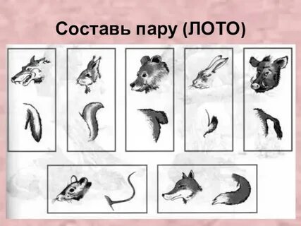 Головы тела хвосты