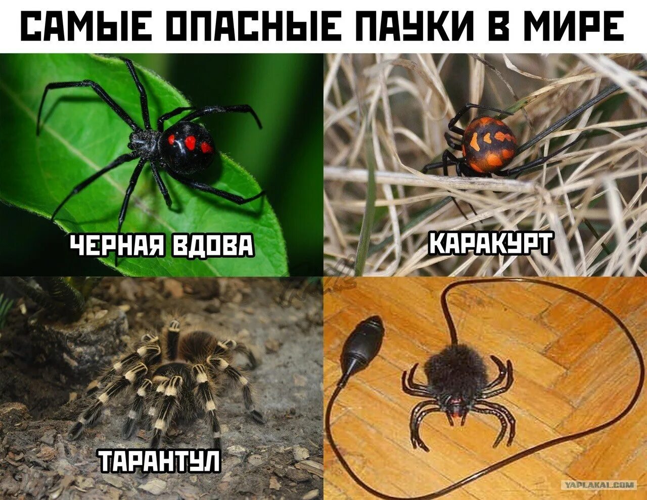 Пауки друг на друга мем. Смешные шутки про пауков. Мемы с пауками. Смешной паук. Прикол «паук».