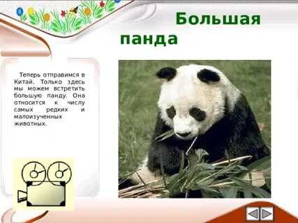 Панда сообщение 4 класс окружающий мир