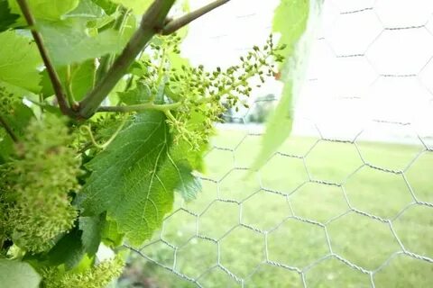 Минусы винограда
