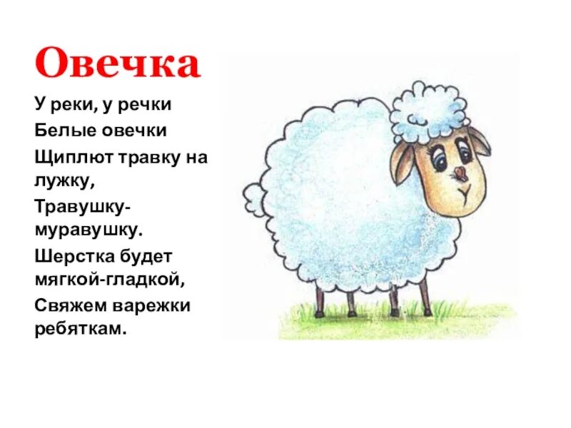 Овечка для презентации. Овечка информация. Овечка или Овечка. Речка Овечка. Как говорит баран