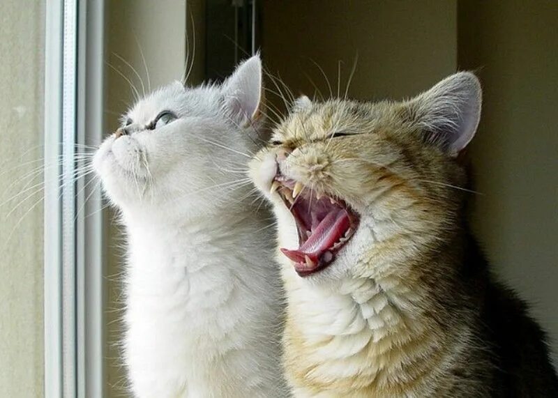 Анекдоты про кошек. Котики болтают. Смешные анекдоты с котами. Два кота. Любимые звуки кошек