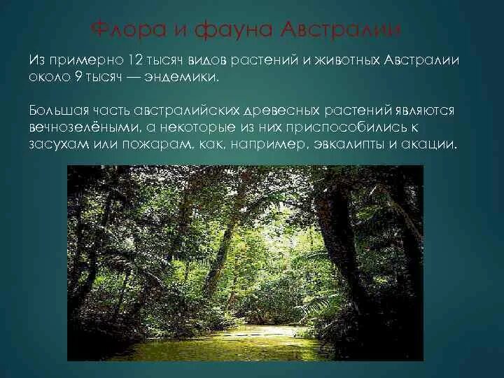 Растительный и животный мир австралии сообщение. Особенности растительности австралии. Растительный мир австралии список. Материк австралия растительный мир. Растительный мир австралии.