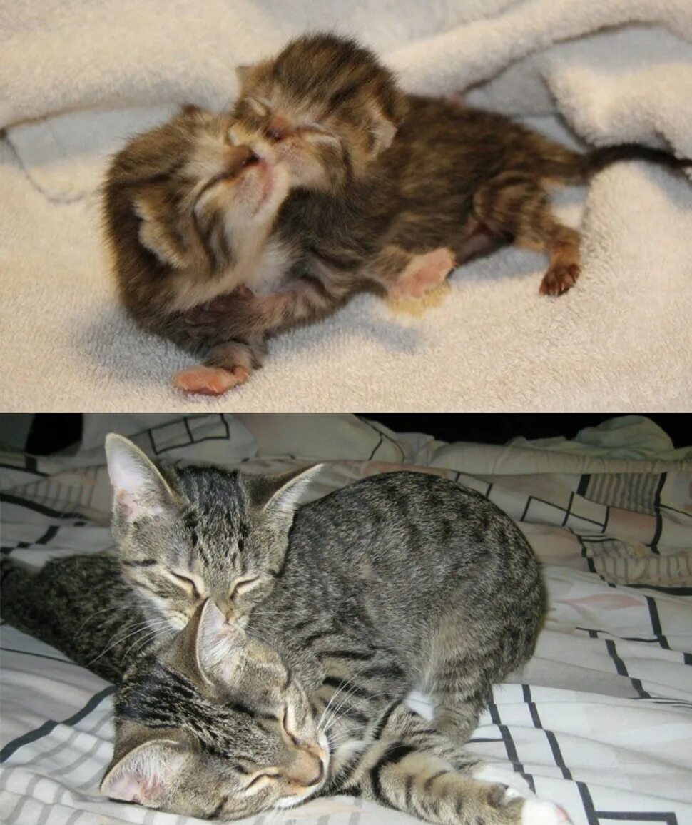 Подросший котенок. Котенок вырос. котята до и после взросления. котенок до и после вырос. котенок спустя год.