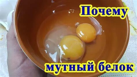Почему у яиц мутный белок