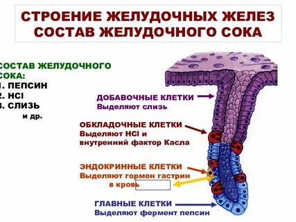 Функция желез желудка