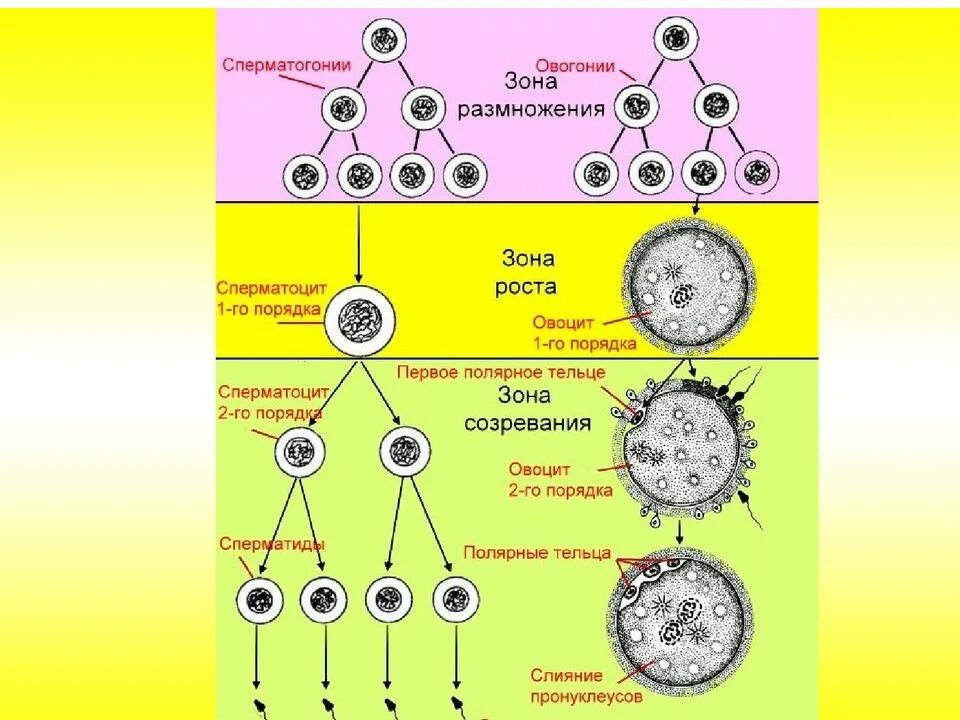 Овогенез размножение рост созревание. Сперматогенез зона созревания. Фаза размножения овогенеза. Зона размножения овогенеза. Овуляция половые губы