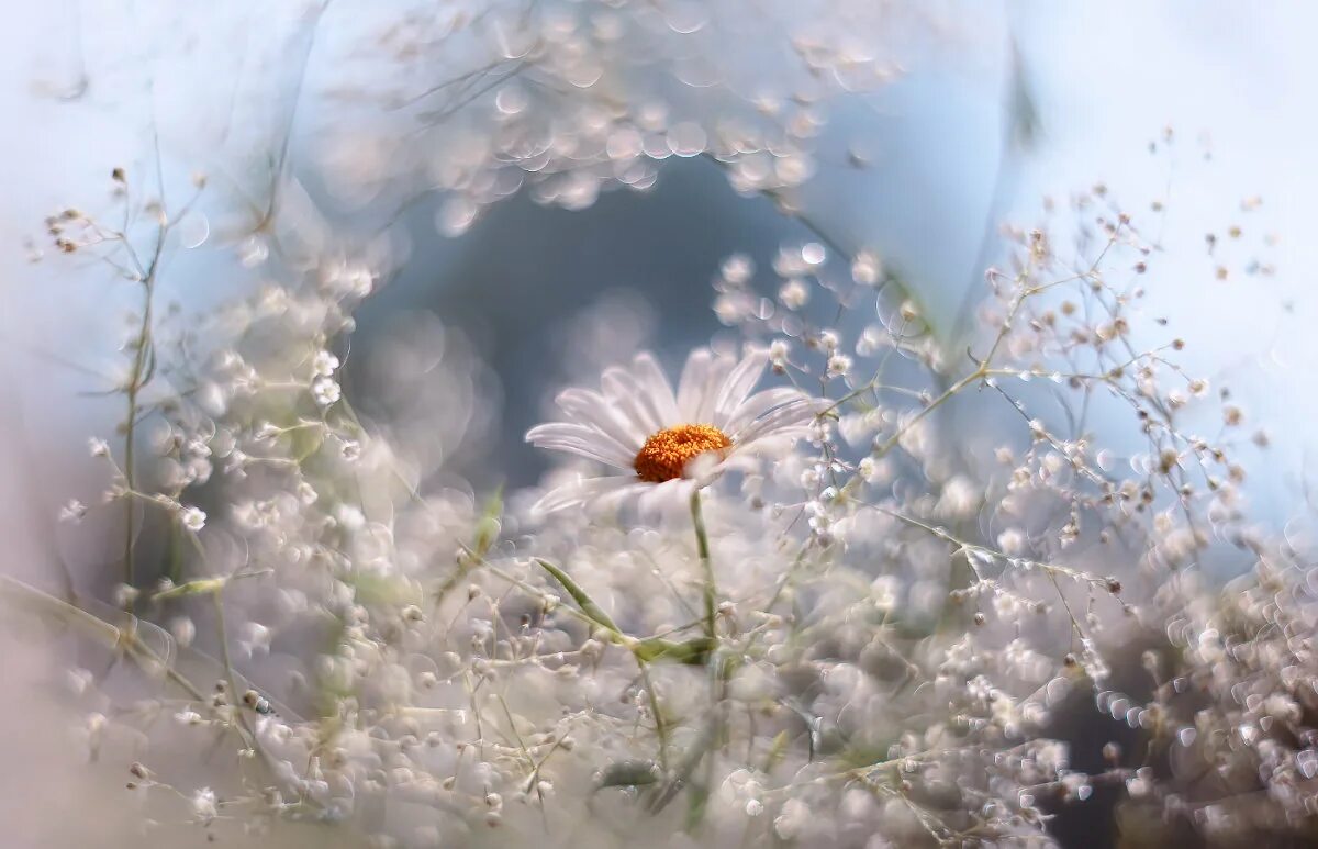 поздняя осень любовь. художник импрессионист виллем хайенраетс. подоконник в цветах. природа солнце. трепетный день.