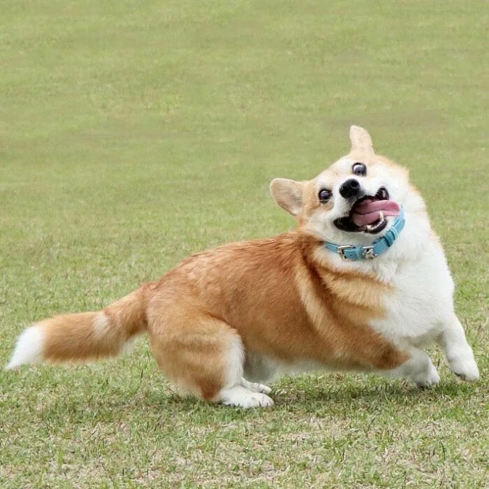 Корги джен. Корги коржик. Вельш-корги. Корги пемброк. Вельш корги пемброк.