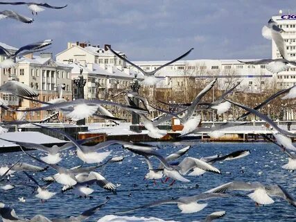 Норд ост новороссийск