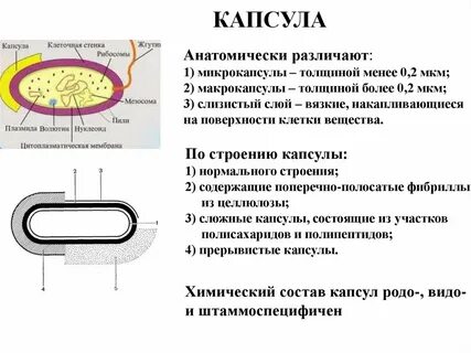 Капсула это