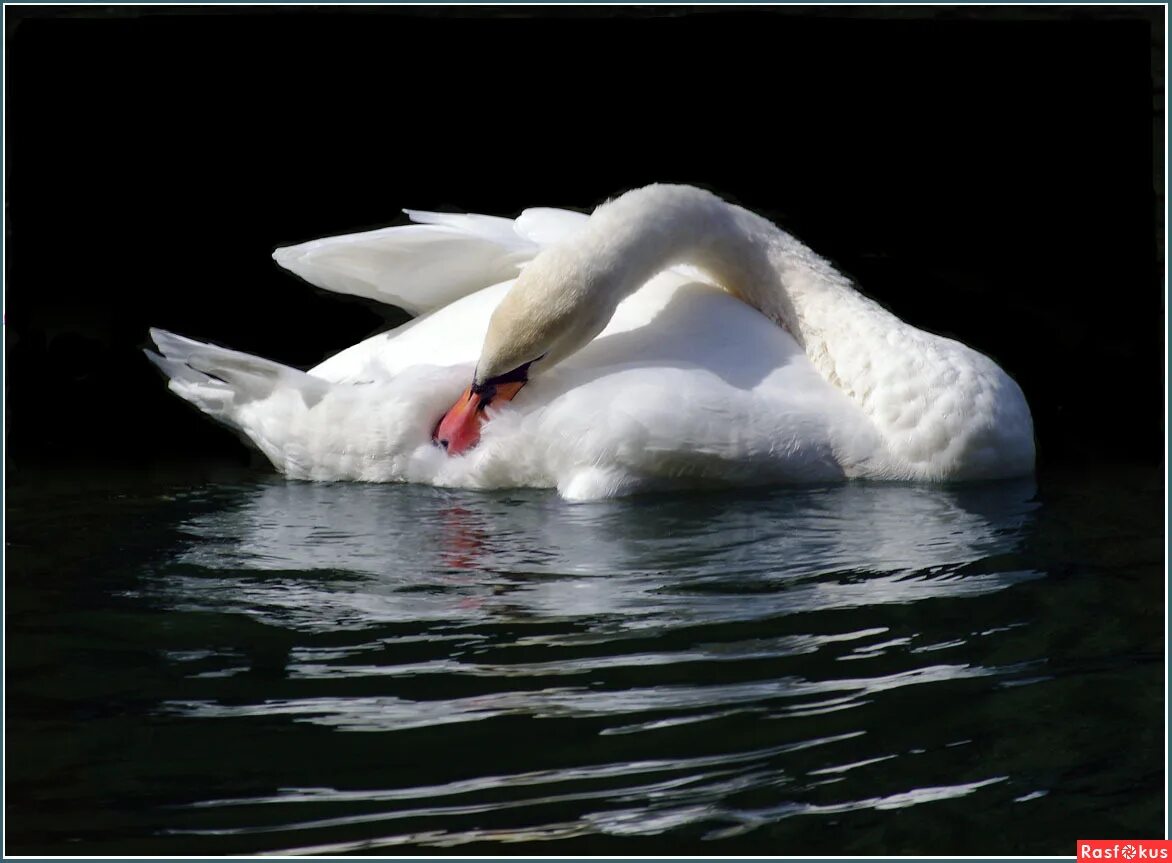 белый лебедь ростов. белый лебедь стоял. белый лебедь. лебедь шипун. лебедь шипун в полете.