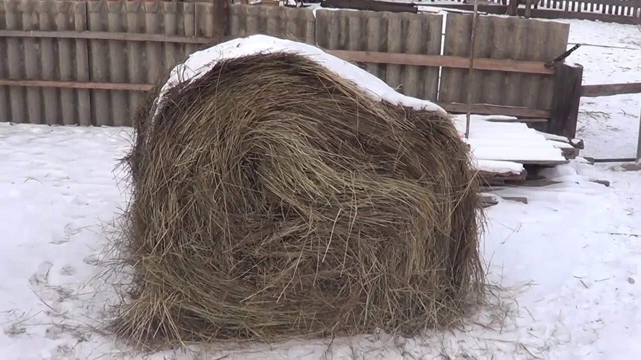 Сено какое число. Хранение сена в рулонах. Замокшее сено для лошадей. Хранение сена на улице. Как хранить сено.