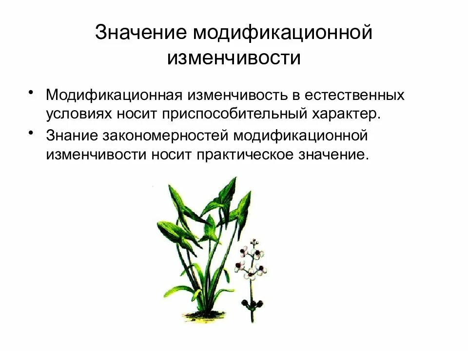 Примеры модификационных изменений. Значение модификационной изменчивости. Причины модификационной изменчивости. Практическое значение модификационной изменчивости. Причины модификационной изменчивости у растений.