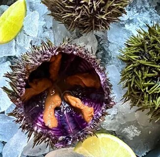 Морской еж польза для человека