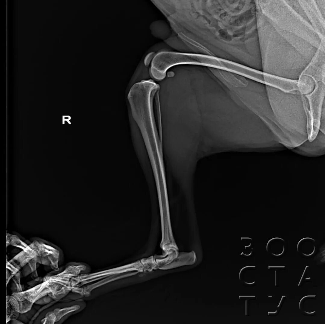 Рентген задней лапы собаки норма. Рентген скакательного сустава кошки норма. Заплюсневый сустав собаки рентген. Скакательный сустав у собак рентген.