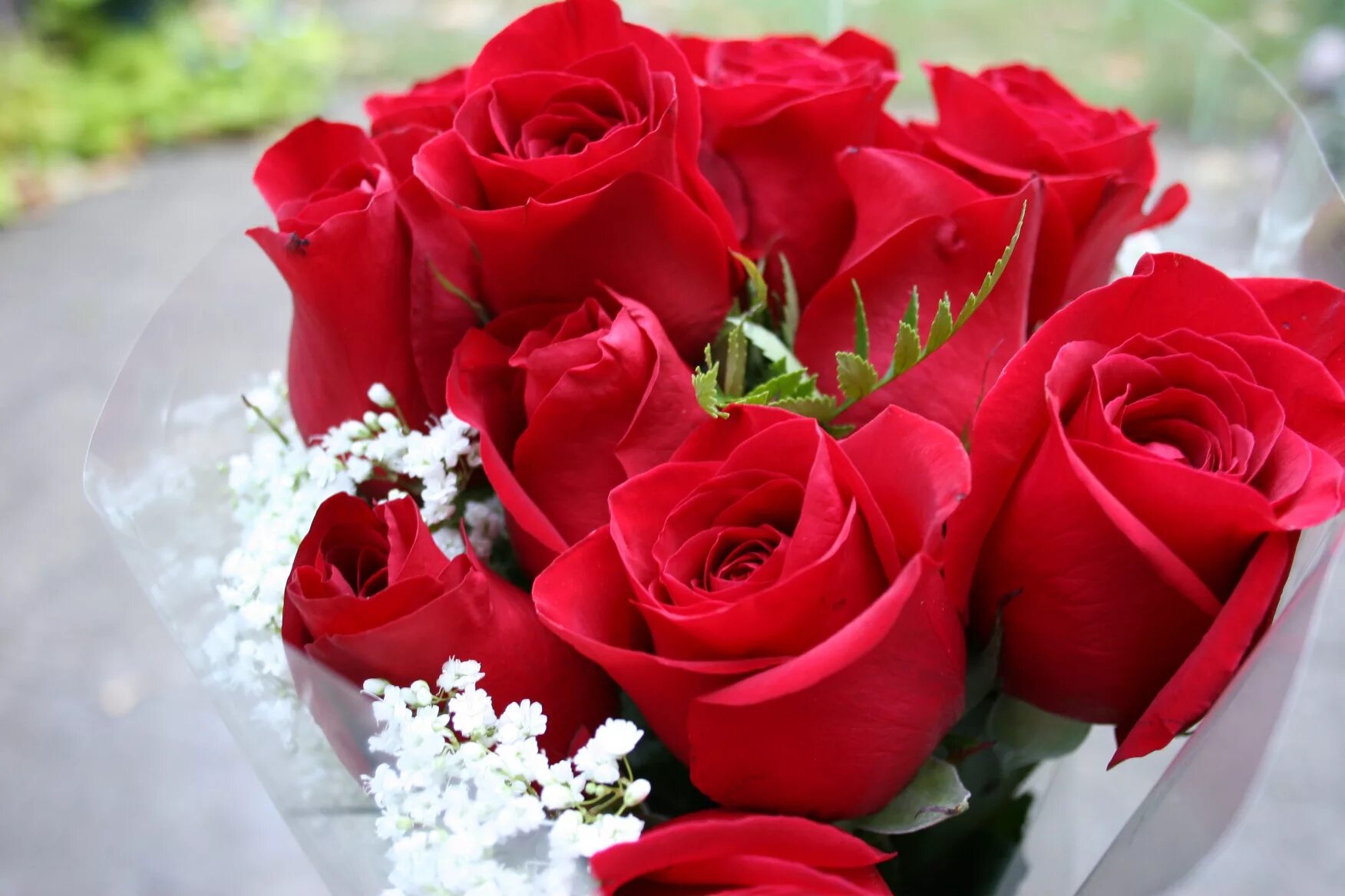 Букет роз к 8 марту. Гулар манзараси. Шикарные цветы. Красивый букет роз. Шикарный букет роз.