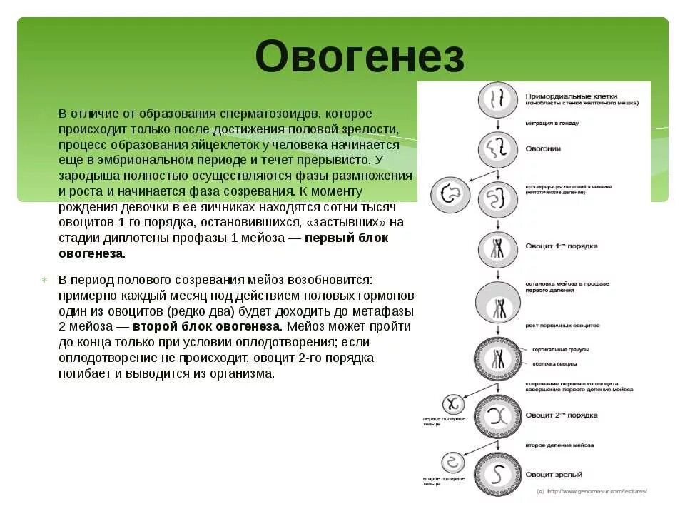 В результате мейоза образуются яйцеклетки. Фаза роста овогенеза. Стадии профазы мейоза 1 овогенеза. Овогенез анафаза 1 мейоза. Фаза размножения овогенеза.